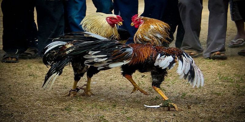 Các hình thức chọi gà tại Campuchia