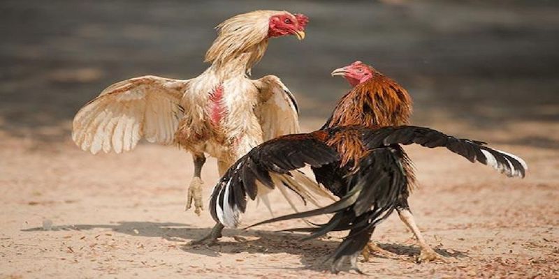 Ưu điểm của đá gà trực tuyến 78Win là có nhiều kèo thơm
